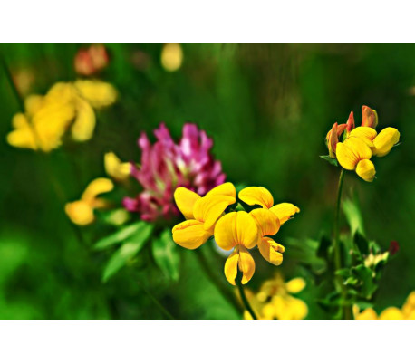 bivenlig_insektvenlig_blomsterfrø_blanding bivenlig_insektvenlig_blomsterfrø_blanding