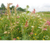 Vildeng - Margueritblanding. (ren - u/græs) 50g (til 25 m2) - En & Flerårig