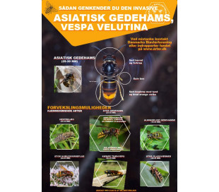 Asiatisk Gedehams fundet i Danmark
